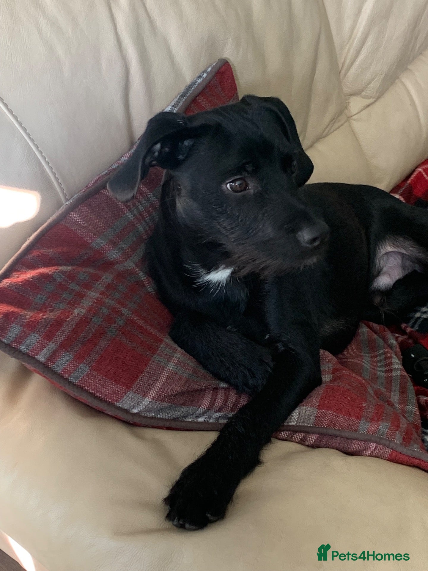 Mixed Breed dogs for sale: Dougie - Advert 10