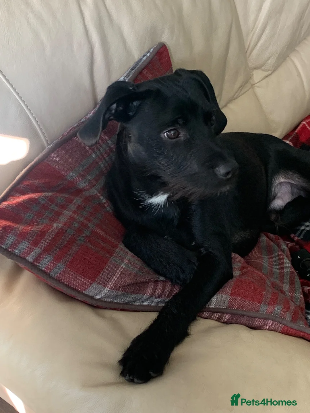 Mixed Breed dogs for sale: Dougie - Advert 1