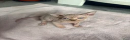 Sphynx cats for sale: Canadian sphynx kittens - Advert 8