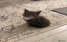Maine Coon cats for sale: Beautiful Mainecoon kittens - Image 9