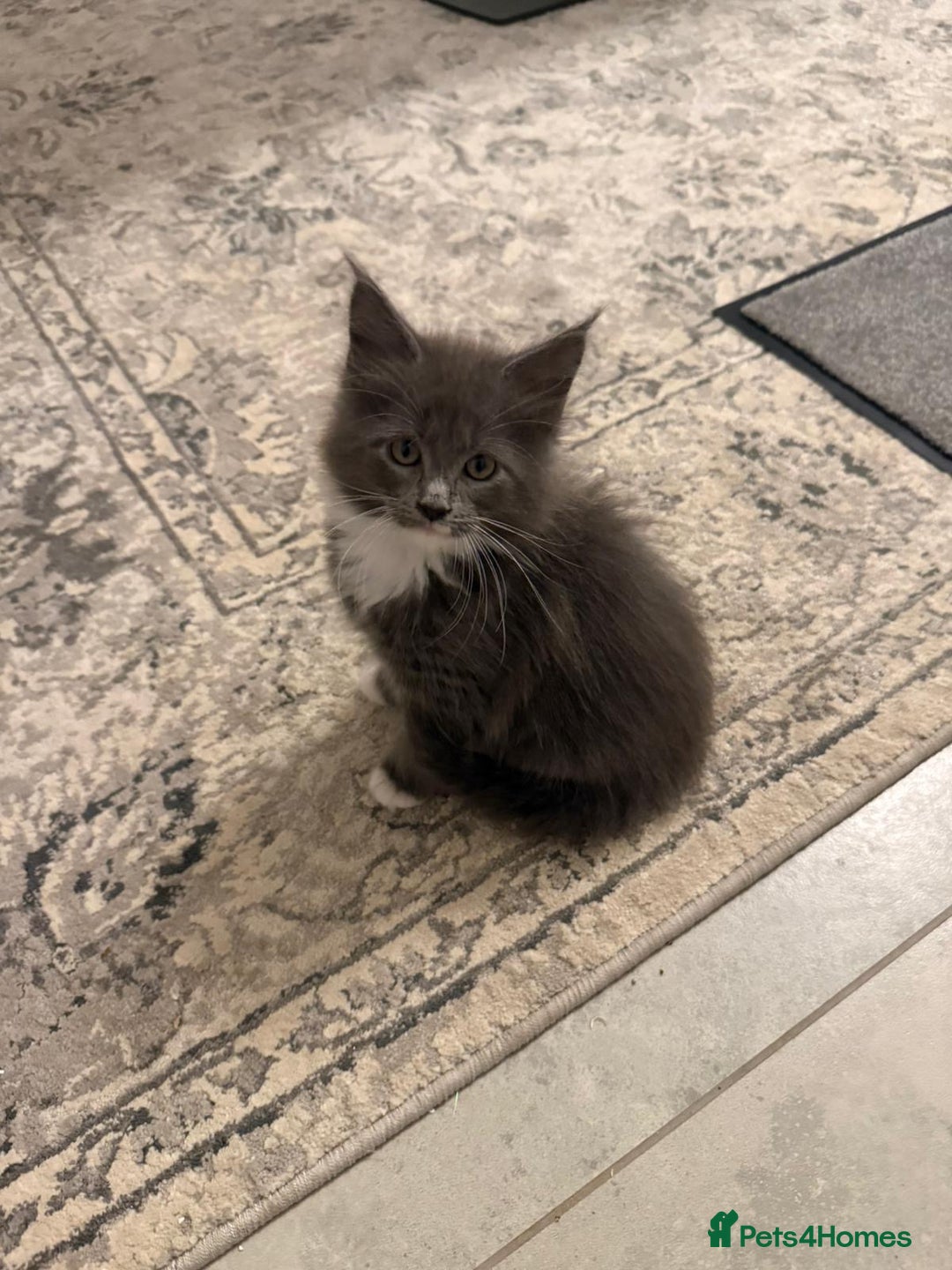 Maine Coon cats for sale: Beautiful Mainecoon kittens - Image 9