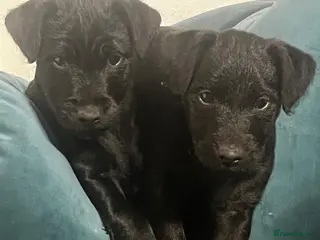 Patterdale Terrier dogs 2 Patterdale puppies for sale. - Advert 2