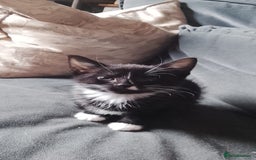 Mixed Breed cats for sale: 5 super cute mixed kittens - Image 6
