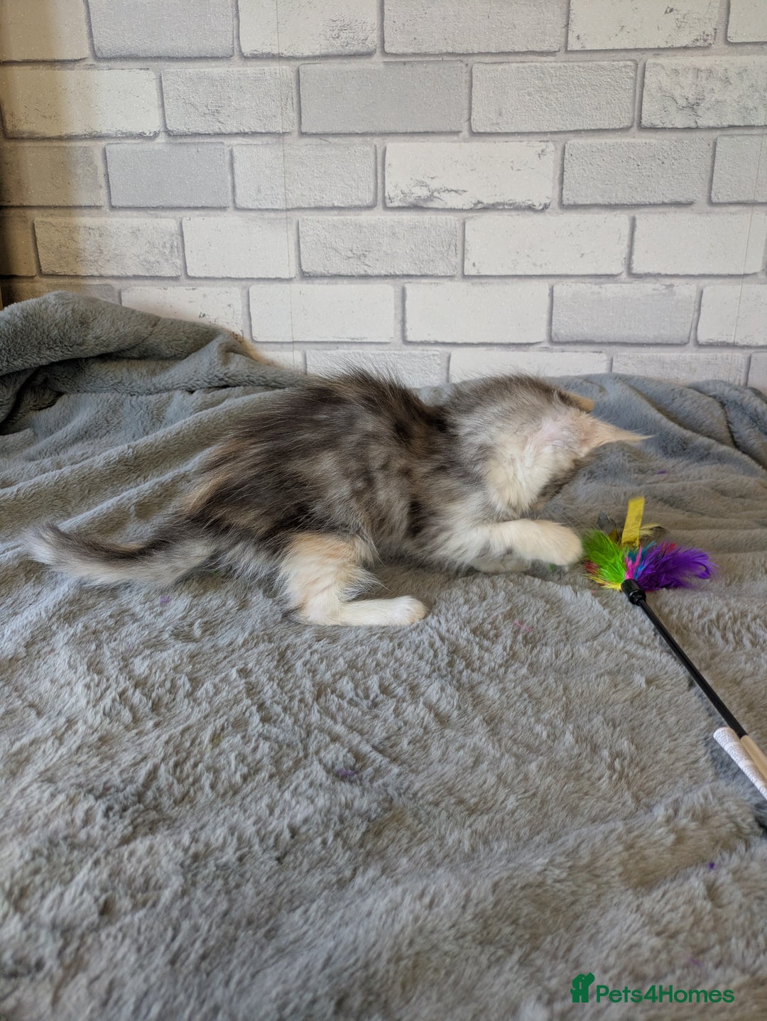 Maine Coon cats for sale: Full pedigree Maine coon kittens - Advert 4