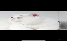 Exotic cats for sale: 🏆PREMIUM QUALITY KITTENS🏆 - Image 15