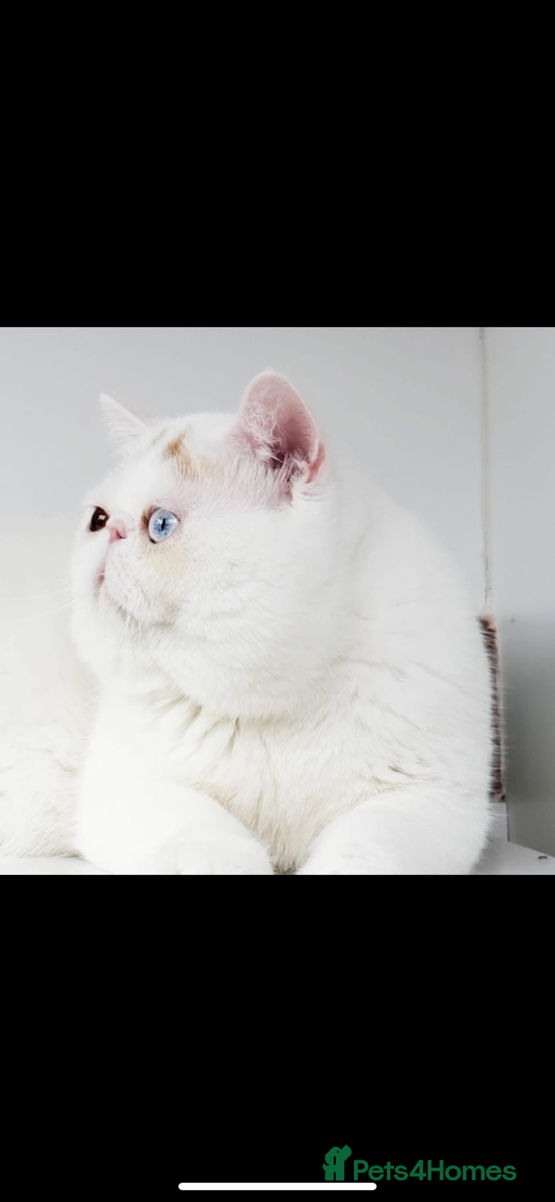 Exotic cats for sale: 🏆PREMIUM QUALITY KITTENS🏆 - Image 15