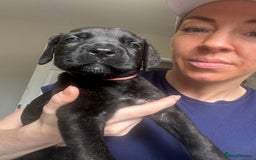 Cane Corso dogs for sale: READY REDUCED CANE CORSO - Image 12