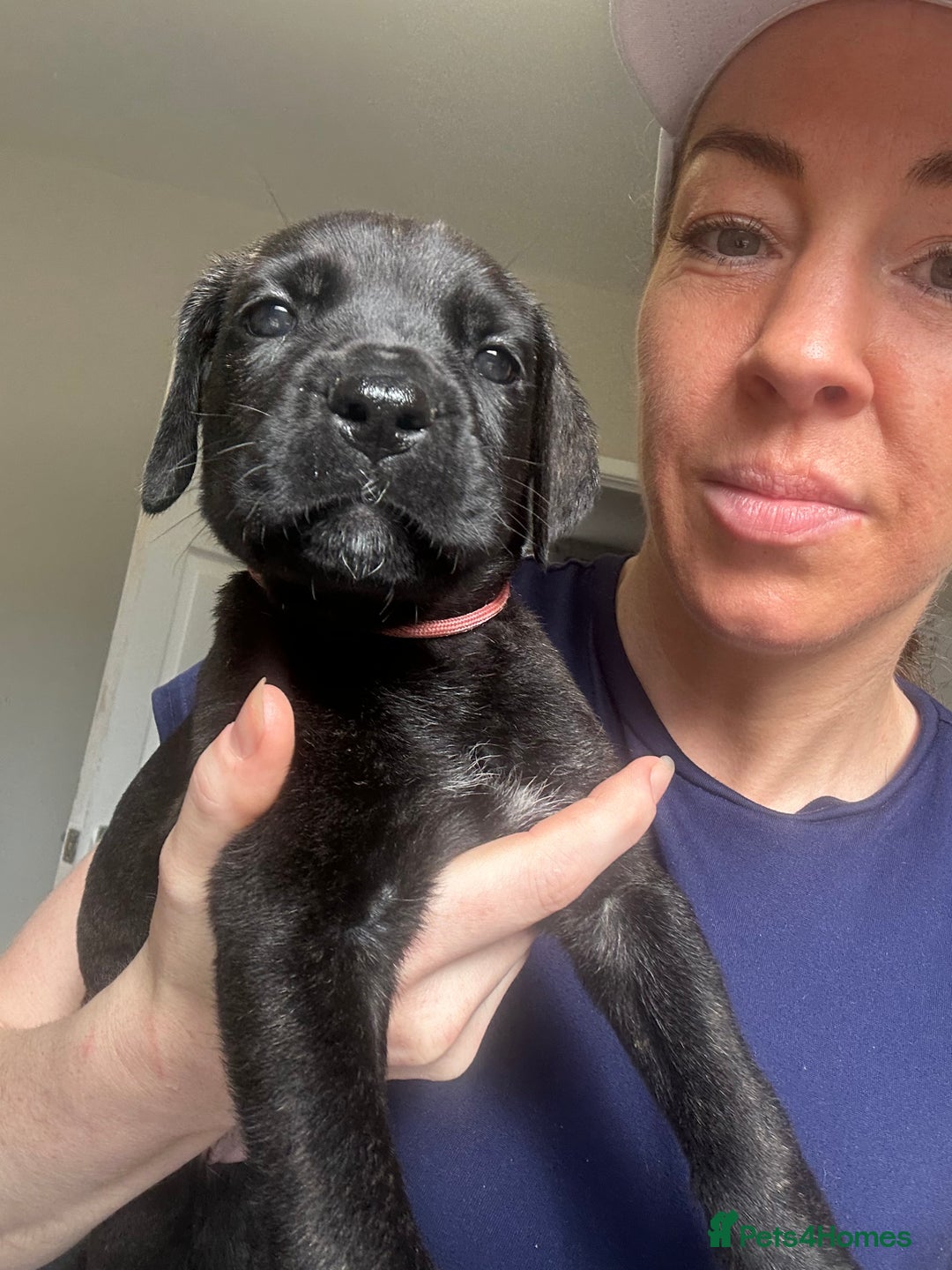 Cane Corso dogs for sale: READY REDUCED CANE CORSO - Image 12