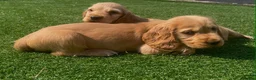 Cocker Spaniel dogs for sale: Show cocker puppies  - Advert 6