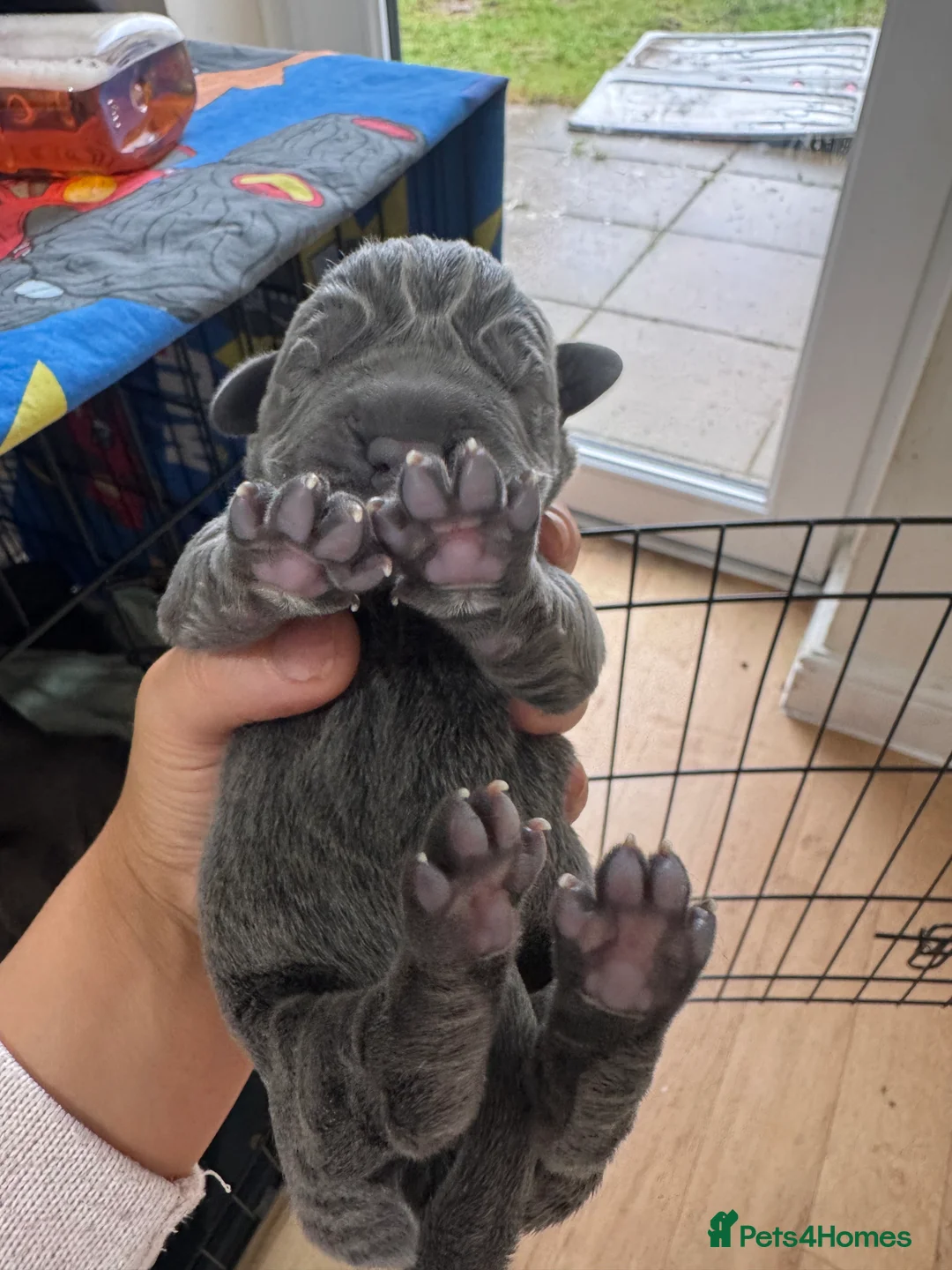Cane Corso dogs for sale: Cane Corso Rare Blue/Grey Puppies  - Advert 10