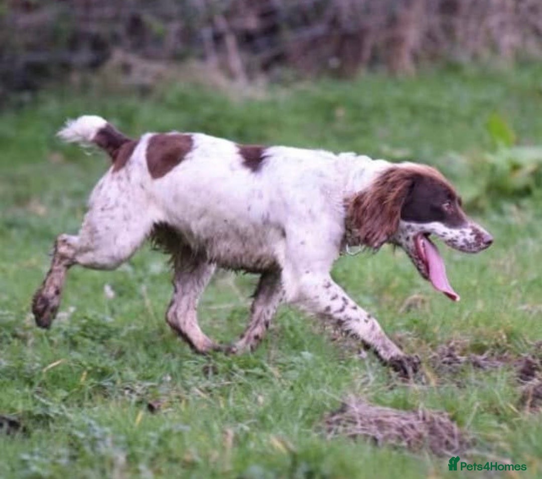 Sprocker dogs for sale: Beautiful sprocker puppies - Advert 21
