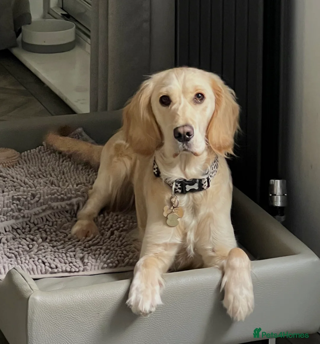 Mixed Breed dogs for sale: Female Golden Retriever x Cocker Spaniel in Crawley - Advert 1