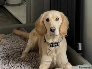 Mixed Breed dogs Female Golden Retriever x Cocker Spaniel - Advert 4