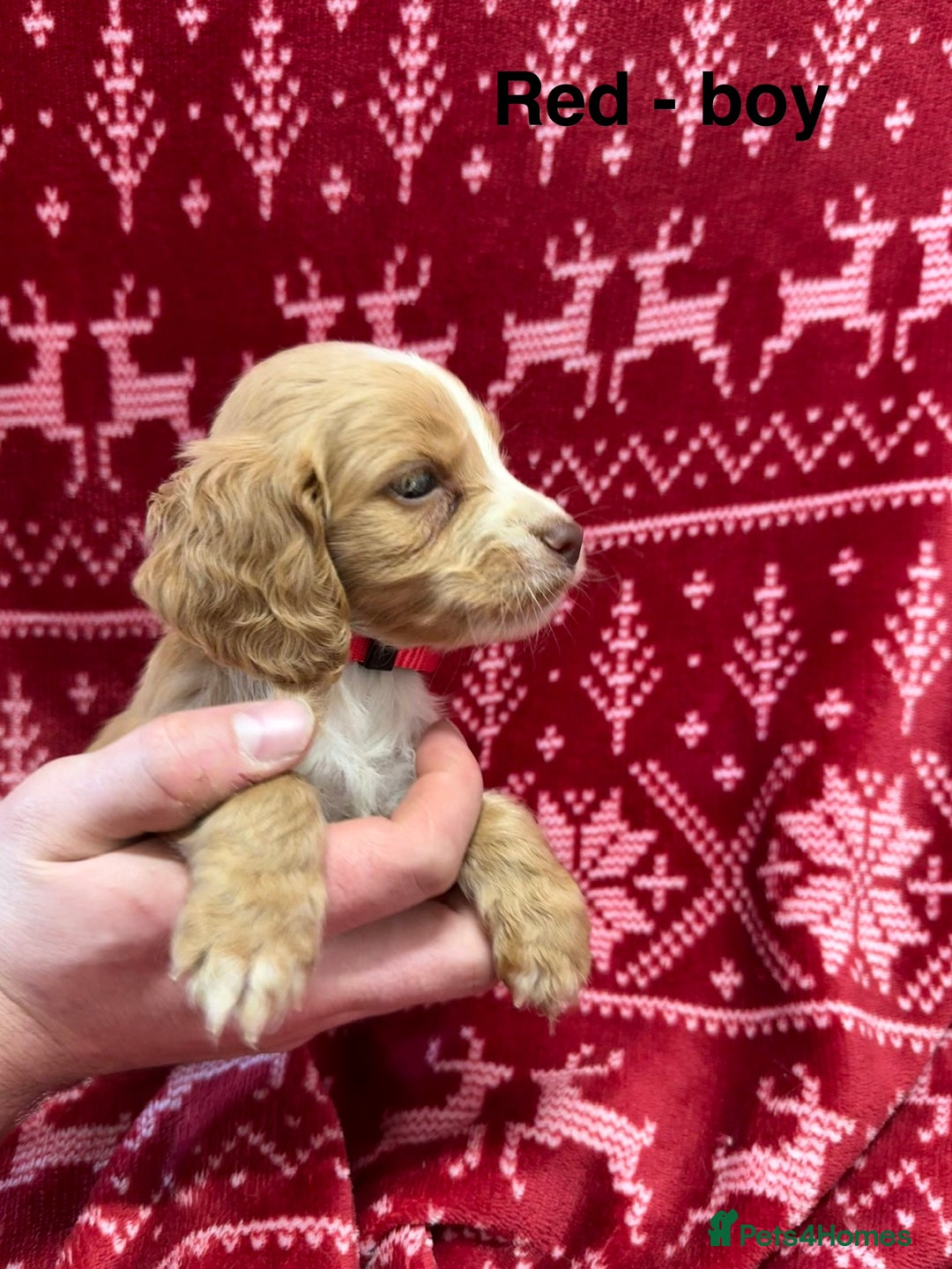 Cocker Spaniel dogs for sale: cocker spaniel puppies  - Advert 12