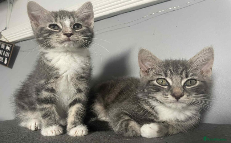 Domestic Shorthair cats - Advert 1
