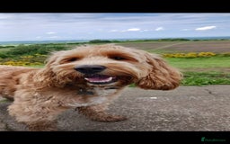 Cockapoo dogs for stud: Stud Available - Handsome F2 Cockapoo called Teddy - Image 1