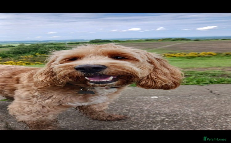 Cockapoo dogs - Advert 2