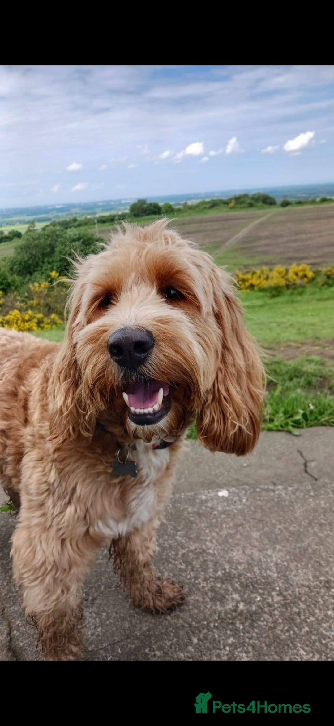 Cockapoo dogs for stud: Stud Available - Handsome F2 Cockapoo called Teddy - Image 1