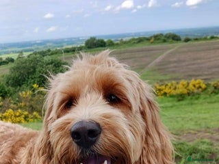 Cockapoo dogs - Advert 17