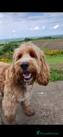 Cockapoo dogs - Advert 1