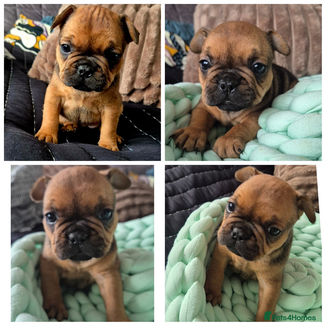 French Bulldog dogs for sale: KC Reg. French bulldogs looking for new home - Image 6