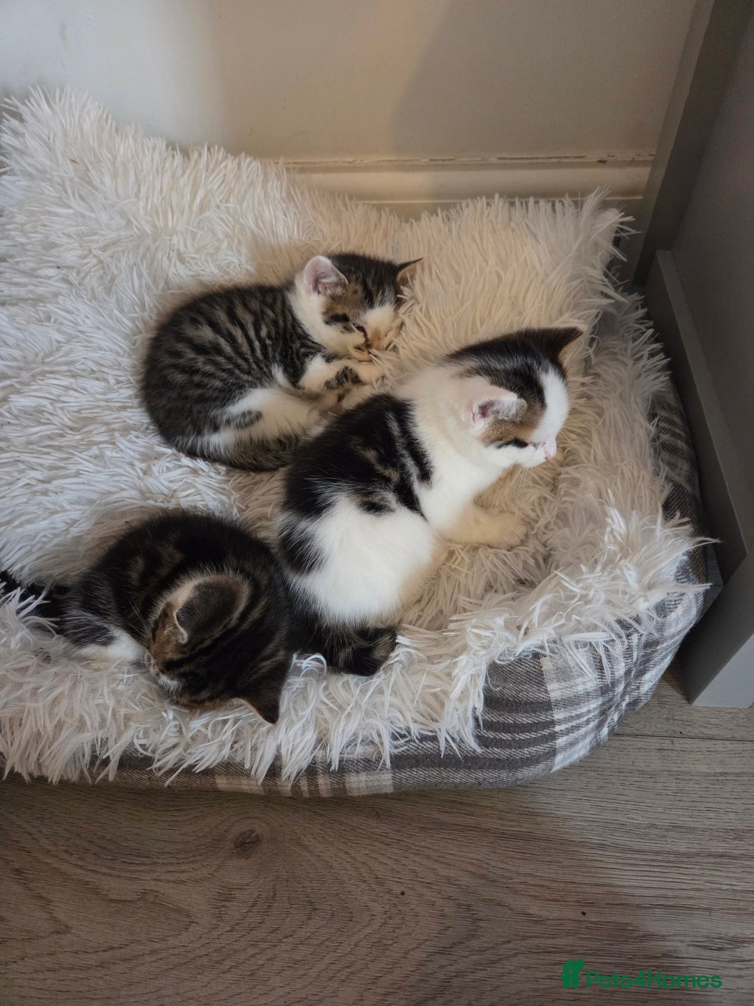 Mixed Breed cats for sale: 8 week old boy kittens available  - Advert 1