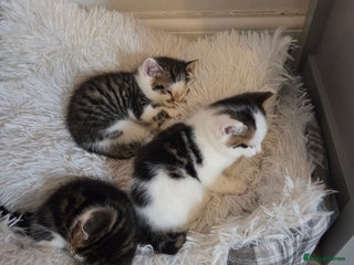 Mixed Breed cats 8 week old boy kittens available - Advert 1