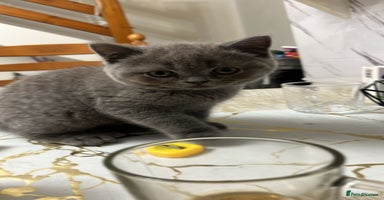 British Shorthair cats - Advert 2