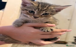 British Shorthair cats for sale: 5 kittens (3 female 2 male)  - Image 1