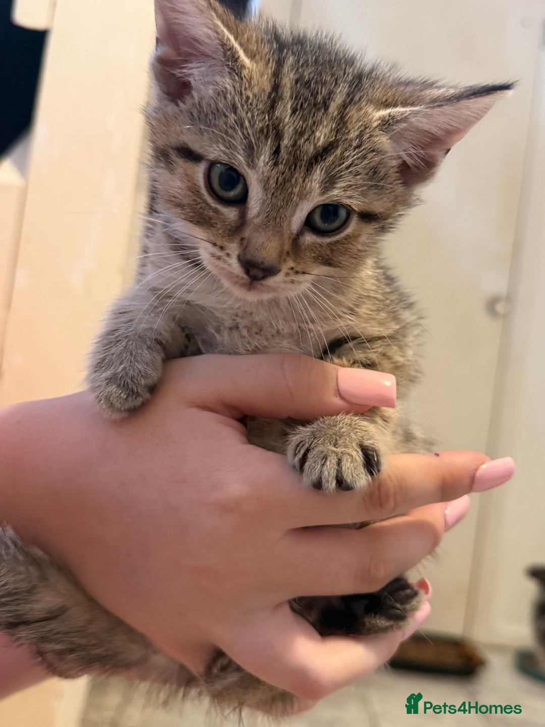 British Shorthair cats for sale: 5 kittens (3 female 2 male)  - Image 1