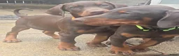 Dobermann dogs for sale: Working / showline doberman pups  - Advert 5