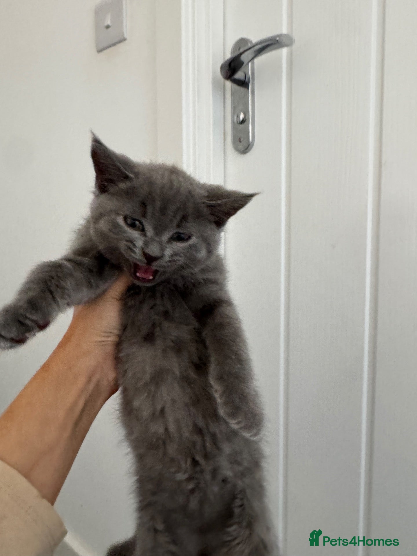 Mixed Breed cats BSH (Brittish shorthair) X Russian  - Advert 17