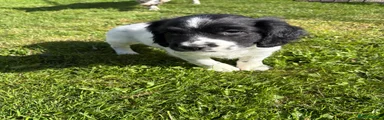 Sproodle 1