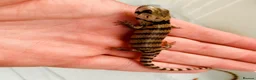 Skink reptiles for sale: Baby pink tongue skinks WOW AMAZING!! - Advert 5