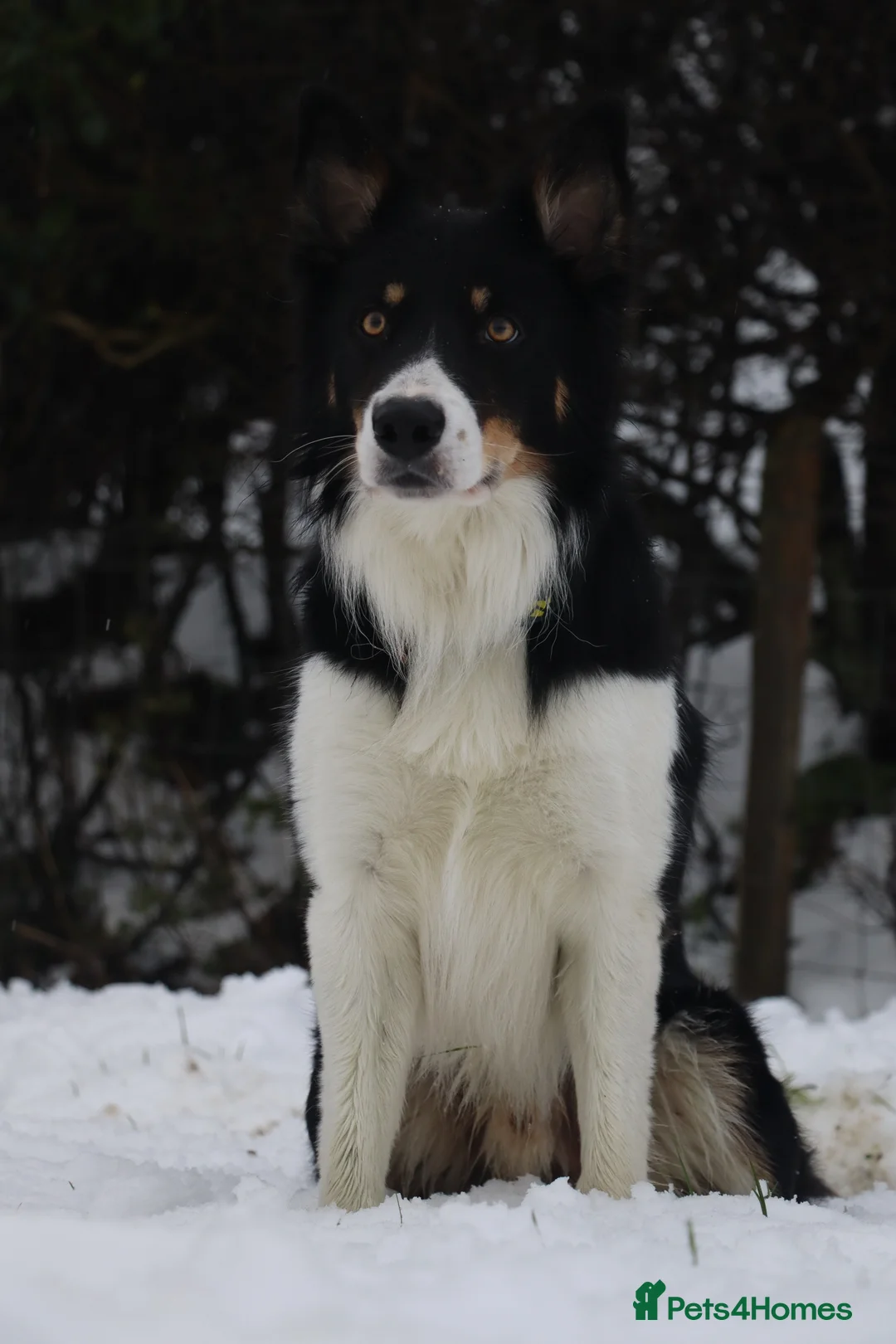 Mixed Breed dogs for sale: Chunky Tri coloured Collie pups for sale - Advert 12
