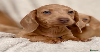 Miniature Dachshund dogs - Advert 4