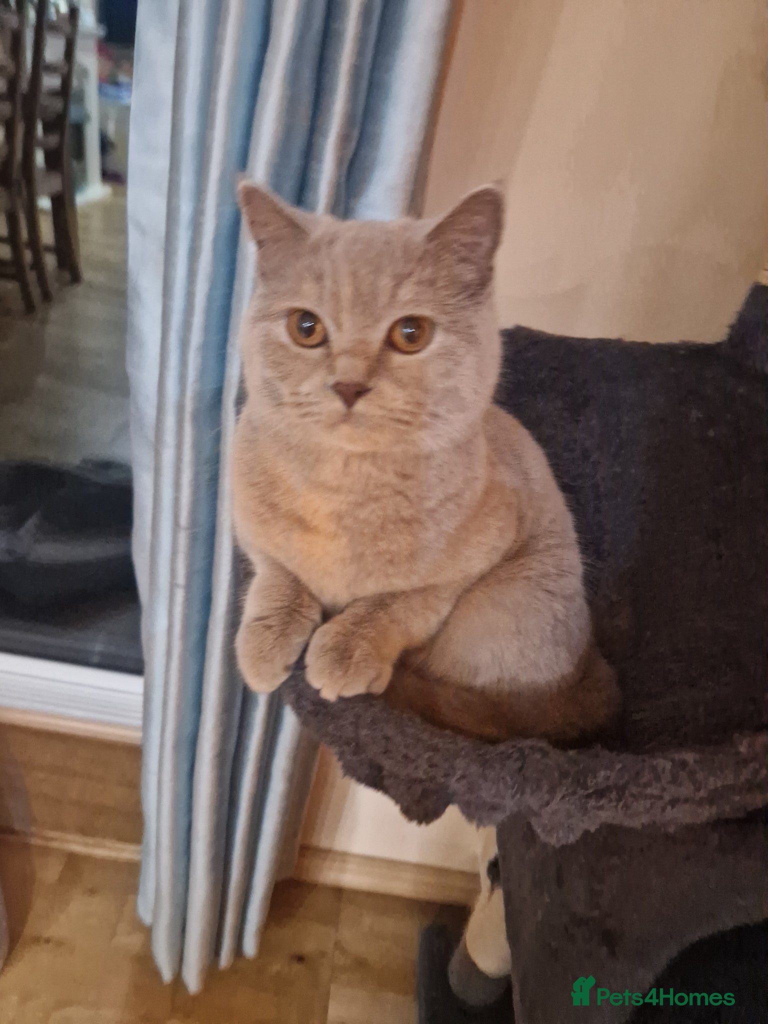 Scottish Fold cats for sale: Scottish kittens blue fold and straight boy, girl in Nottingham - Advert 30
