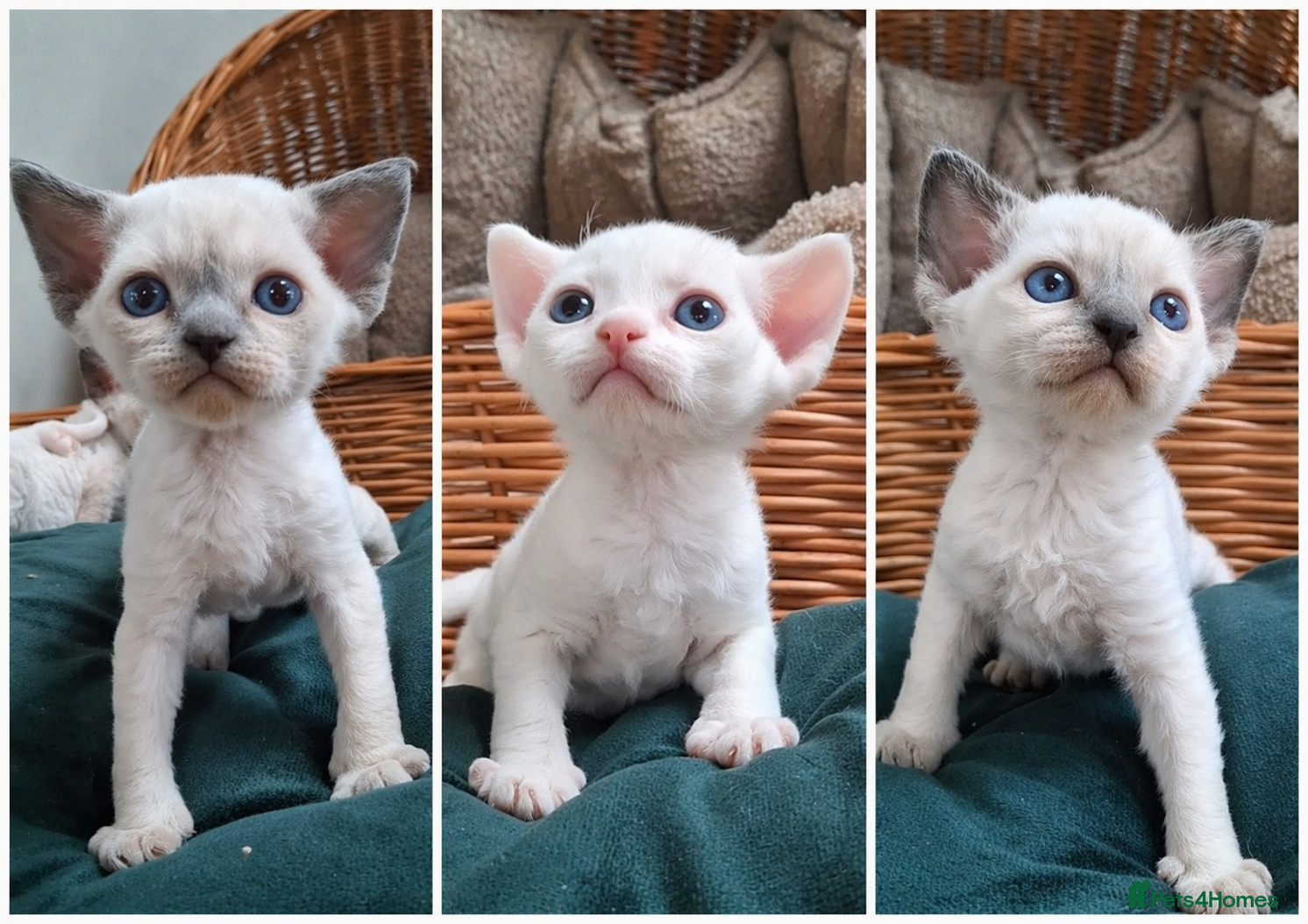 Devon Rex cats Beautiful Devon rex - Advert 11