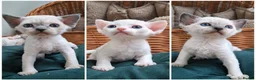 Devon Rex cats for sale: Beautiful Devon rex - Advert 1
