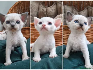 Devon Rex cats Beautiful Devon rex - Advert 11