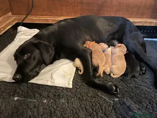 Labrador Retriever dogs Gorgeous KC Working Labrador Bitch Puppy - Advert 2