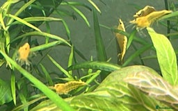 Shrimps fish for sale: freshwater shrimp in assorted colors  - Image 2