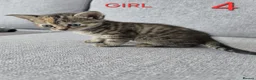 Mixed Breed cats for sale: Adorable kittens - Advert 12