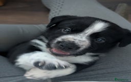 Border Collie dogs for sale: Collie mix puppies looking for their families! - Image 33