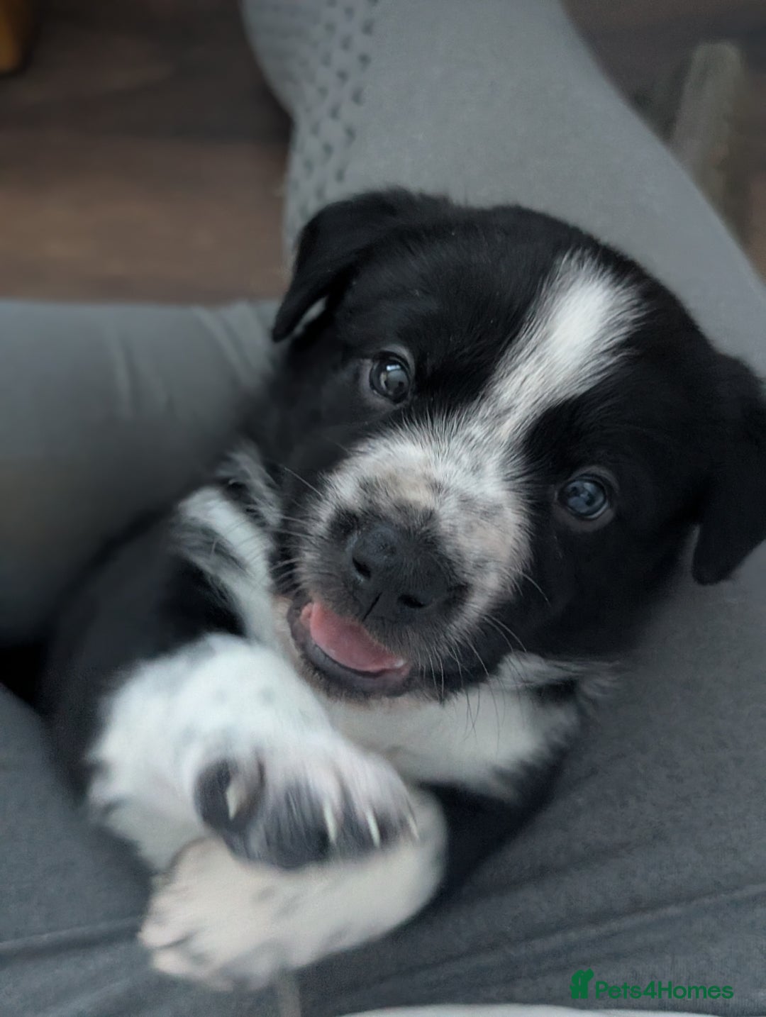 Border Collie dogs for sale: Collie mix puppies looking for their families! - Image 33