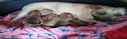 Staffordshire Bull Terrier dogs for sale: staff puppies - Advert 4