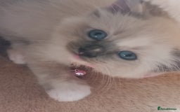 Ragdoll cats for sale: Ragdoll - Image 7