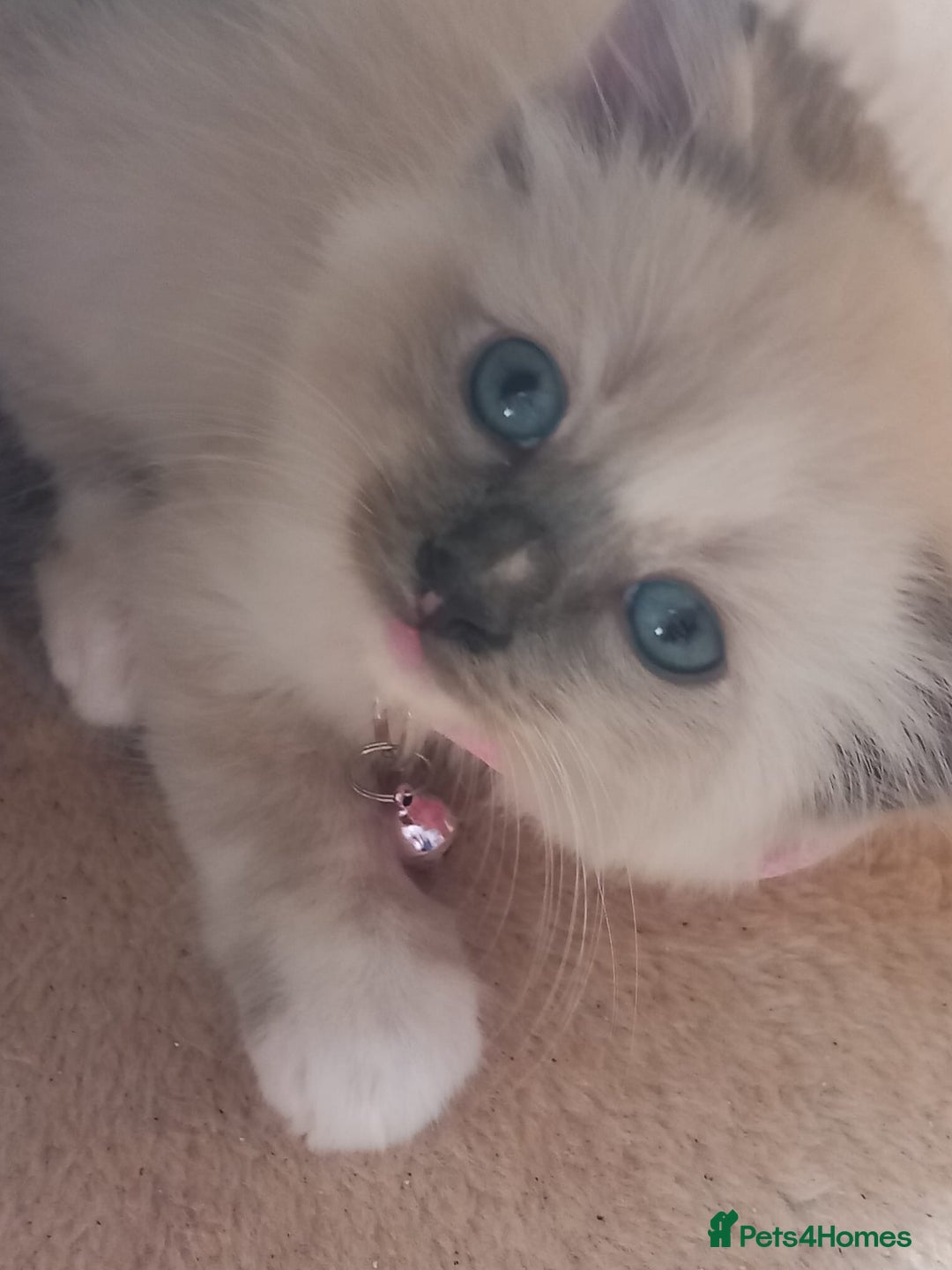 Ragdoll cats for sale: Ragdoll - Image 7