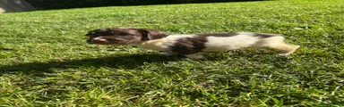 English Springer Spaniel 9