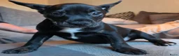 Mixed Breed dogs for sale: French Bulldog X Border Collie puppies - 10 weeks in Leeds - Advert 5